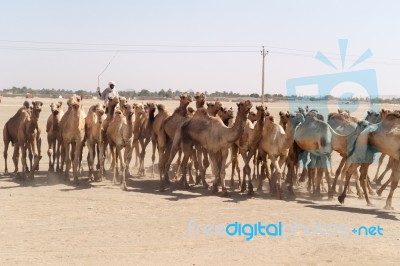 Herd Of Camels In Sudan Stock Photo