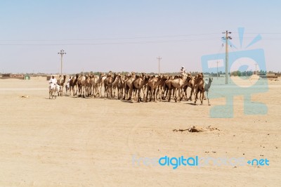 Herd Of Camels In Sudan Stock Photo