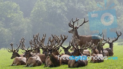 Herd Of Deer Stock Photo