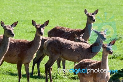 Herd Of Red Deer (cervus Elaphus) Stock Photo