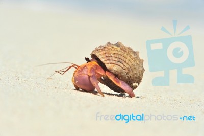 Hermit Crab Stock Photo