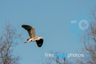Heron In Flight Near Nesting Site Stock Photo