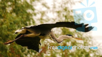 Heron On The Local Park Close Up Fly Past Stock Photo