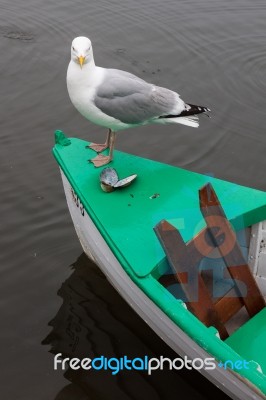Herring Gull Perched On The Side Of A Rowing Boat Stock Photo