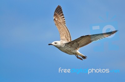 Heuglin's Gull Stock Photo