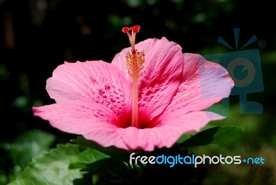 Hibiscus Stock Photo Hibiscus Stock Photo