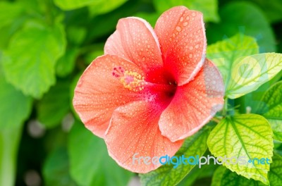 Hibiscus Stock Photo