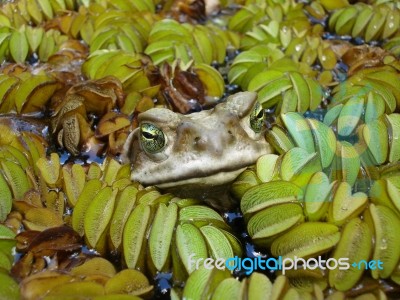 Hidden Toad Stock Photo
