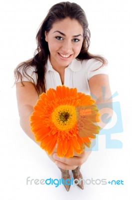High Angle View Of Woman Showing Flower Stock Photo