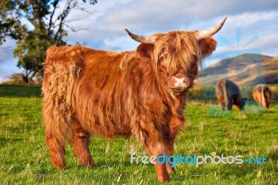 Highland Angus Cow Stock Photo