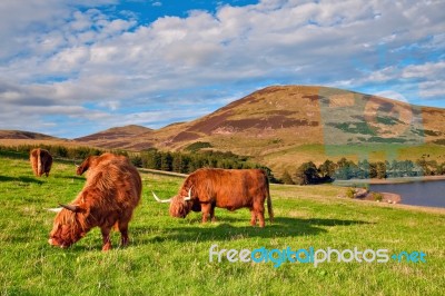 Highland Angus Cow Stock Photo