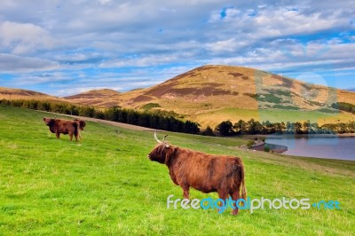 Highland Angus Cow Stock Photo