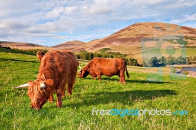 Highland Angus Cow Stock Photo