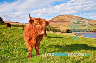 Highland Angus Cow Stock Photo Highland Angus Cow Stock Photo