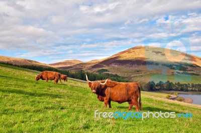 Highland Angus Cow Stock Photo