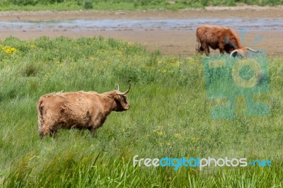 Highland Cattle Stock Photo