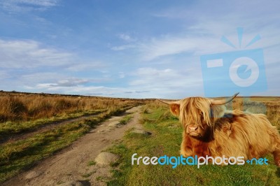 Highland Cattle Lying Down On Curbar Edge Stock Photo