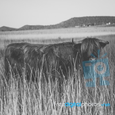 Highland Cow On The Farm Stock Photo