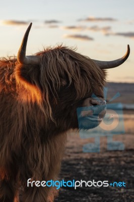 Highland Cow On The Farm Stock Photo