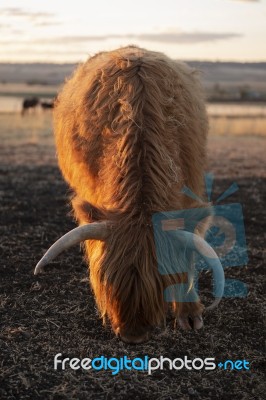 Highland Cow On The Farm Stock Photo