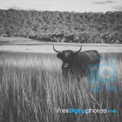 Highland Cow On The Farm Stock Photo