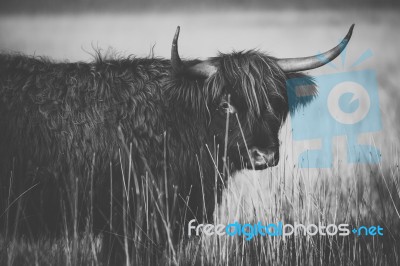 Highland Cow On The Farm Stock Photo