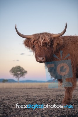 Highland Cow On The Farm Stock Photo