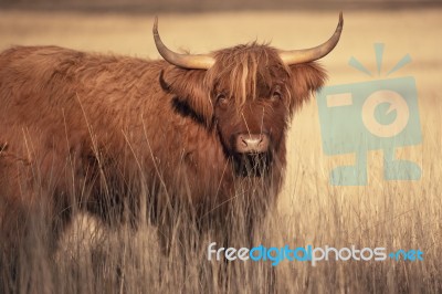 Highland Cow On The Farm Stock Photo