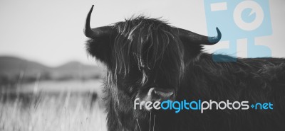 Highland Cow On The Farm Stock Photo