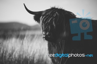 Highland Cow On The Farm Stock Photo