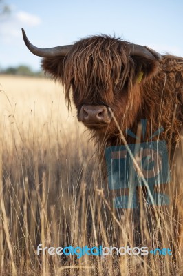 Highland Cow On The Farm Stock Photo