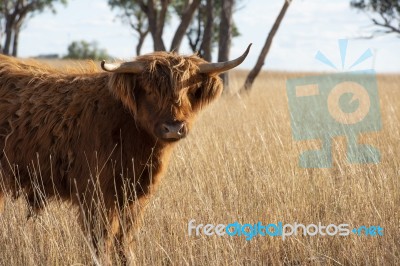Highland Cow On The Farm Stock Photo
