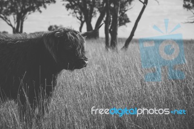 Highland Cow On The Farm Stock Photo