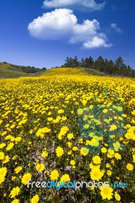 Hill Of Yellow Marigold Flowers Stock Photo