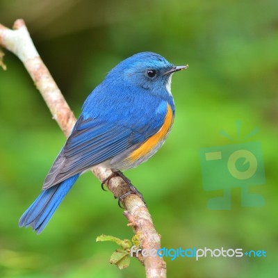Himalayan Bluetail Bird Stock Photo Himalayan Bluetail Bird Stock Photo