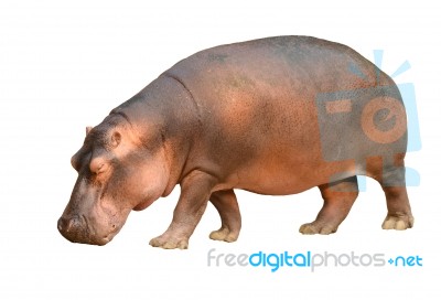 Hippopotamus Isolated Stock Photo
