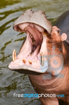 Hippopotamus Opening Mouth Stock Photo