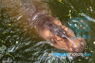 Hippopotamus Swimming In Water Stock Photo