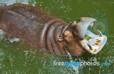 Hippopotamus Waiting For Food Stock Photo
