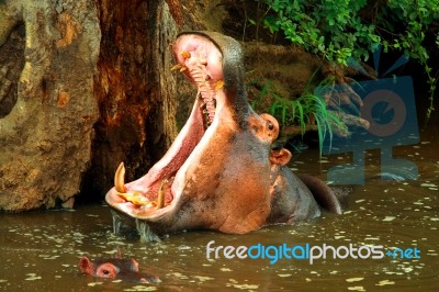 Hippopotamus With Baby Stock Photo