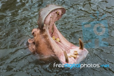 Hippopotamus With Mouth Open Stock Photo