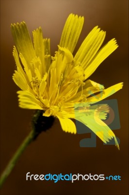 Hispidus Hieracium Sylvaticum Stock Photo