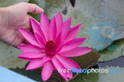 Hnad On Pink Lotus Flower In The Lake Stock Photo