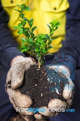 Holding A Shrub Stock Photo