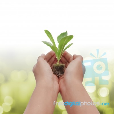 Holding Green Plant In Hand Stock Photo