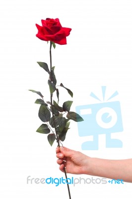 Holding Red Rose Stock Photo