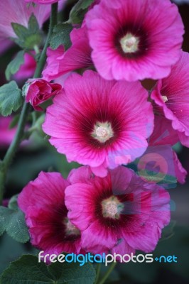 Hollyhock Flower Stock Photo