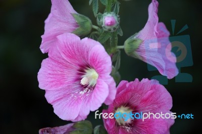 Hollyhock Flower Stock Photo