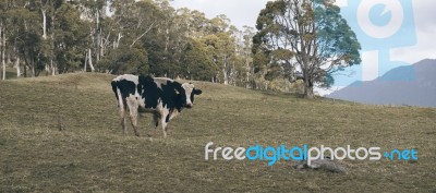 Holstein Fresian Cow Stock Photo