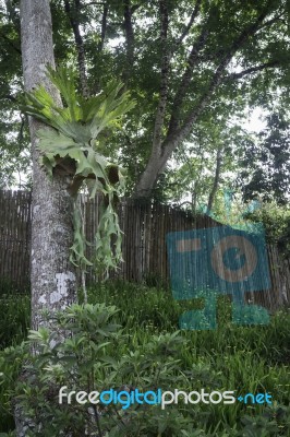 Holttum’s Staghorn Fern On The Tree In The Garden Stock Photo